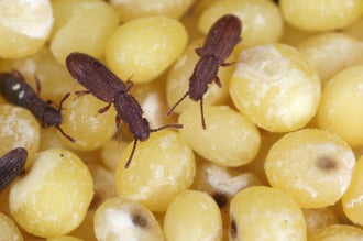 shutterstock_1636199314