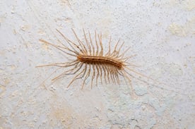 shutterstock_2032946390