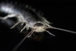 silverfish-lepisma-saccharina-2021-08-26-16-30-51-utc