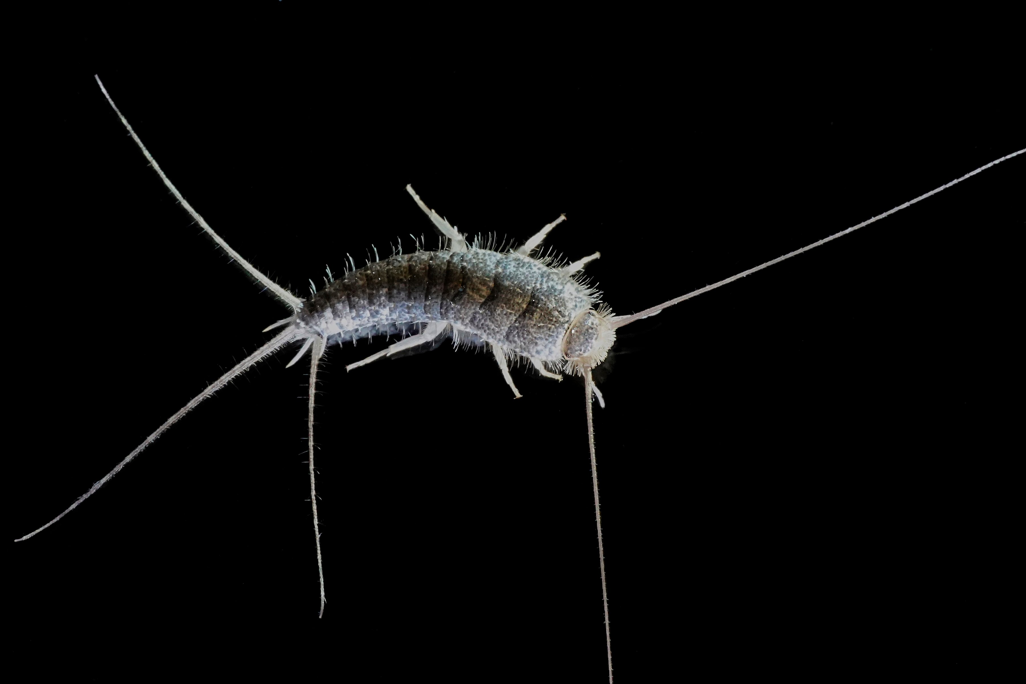 silverfish-lepisma-saccharina-2021-08-26-16-30-54-utc