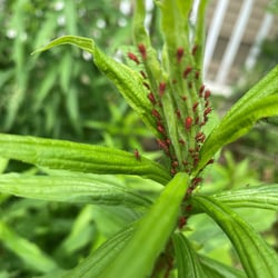 Many Boxelder Bug Nymphs on Plant Stem