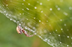 spider-2021-08-26-18-08-31-utc