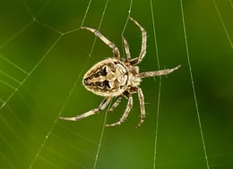 spider-2022-03-03-14-15-25-utc