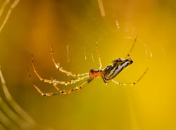 spider-on-the-web-in-moring-2021-09-03-19-08-11-utc