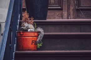 squirrel-on-the-porch-of-a-house-2021-08-26-15-47-53-utc