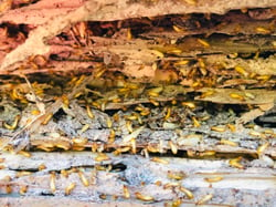 subterranean-termites-working-2022-11-02-04-09-48-utc