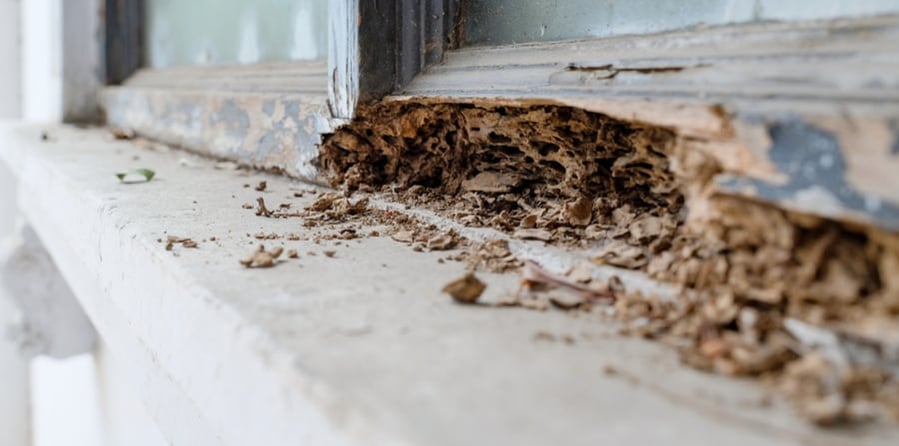 termite damage