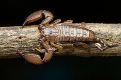 the-scorpion-2022-07-14-04-40-33-utc