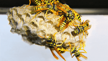 GIF of Wasps Crawling on Nest