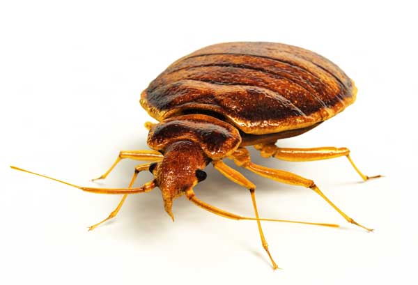 Frederick, MD Top Rated Bed Bug Treatment - Phenom Pest Control