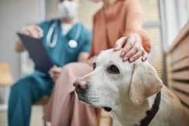 woman-stroking-dog-at-vet-clinic-2021-09-24-04-16-27-utc