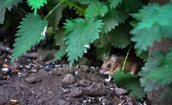 wood-mouse-peeking-out-of-vegetation-in-england-2021-08-30-02-23-56-utc