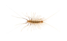 yellowish-grey-centipede-isolated-on-white-2021-09-02-07-25-19-utc