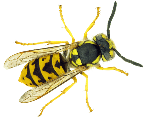 yellowjacket