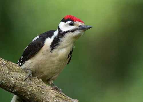 Why Are There Woodpeckers Pecking My House?