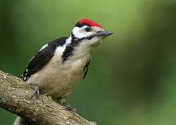 young-male-greater-spotted-woodpecker-2021-08-26-15-45-49-utc