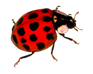 ASIAN LADY BEETLES