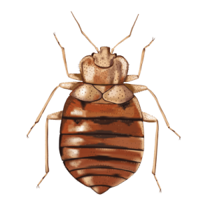 BED BUGS BED BUGS