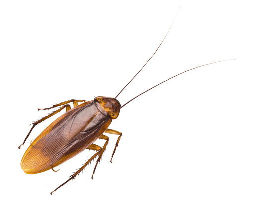 COCKROACHES COCKROACHES