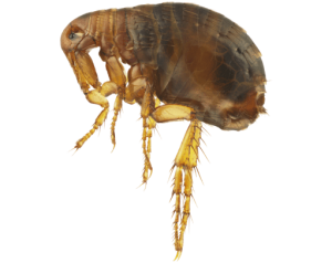 FLEAS FLEAS