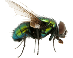 FLIES FLIES