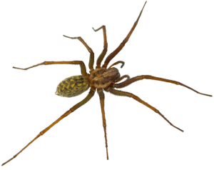 SPIDERS SPIDERS