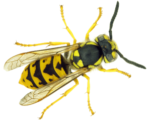 STINGING PESTS STINGING PESTS
