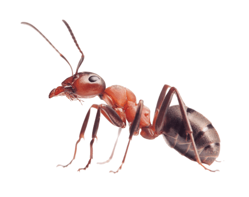 ants ants