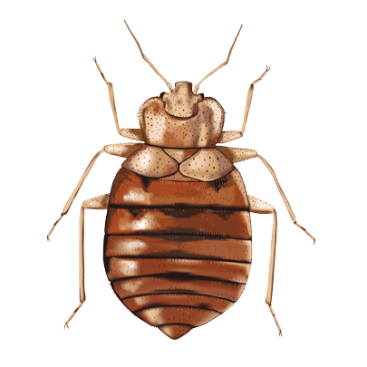 bedbugs-1 bedbugs-1