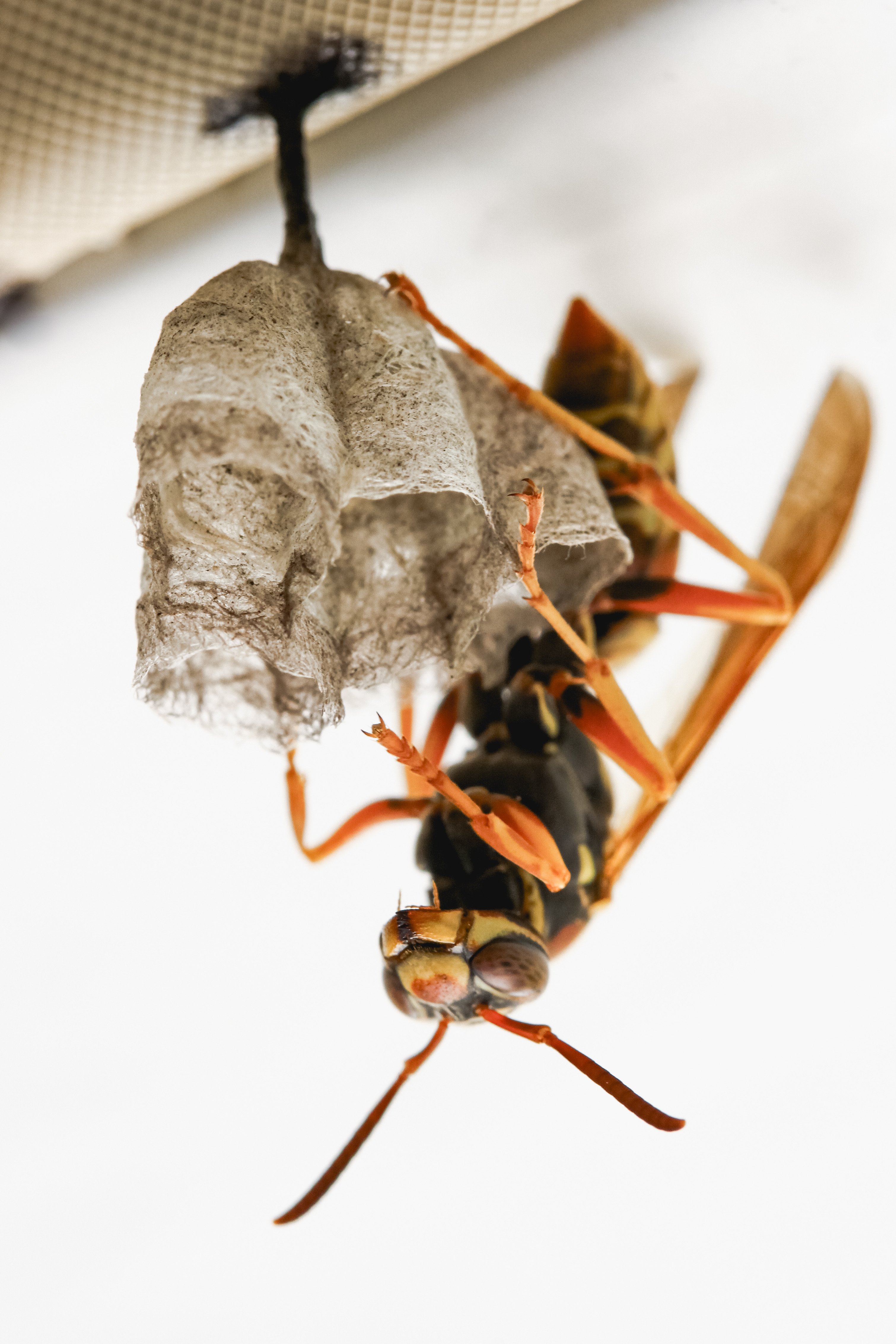 Mud Wasp Facts, Mud Wasp Control
