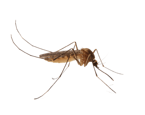 mosquito mosquito