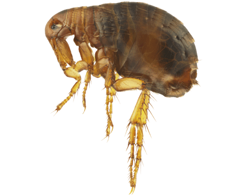 fleas fleas