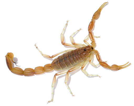 pest library scorpion