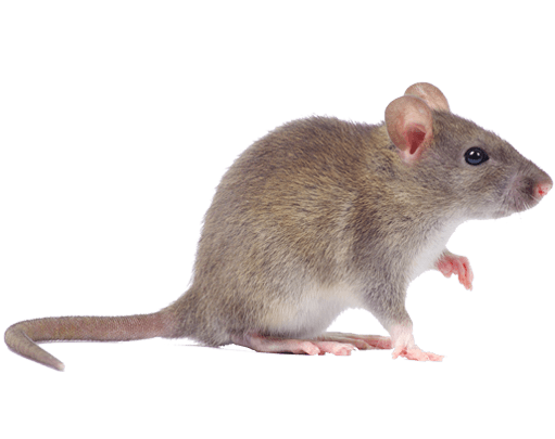 pest-library-mouse pest-library-mouse