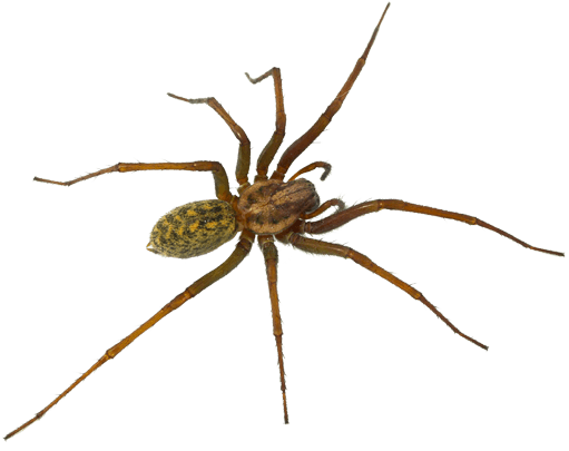 pest-library-spider pest-library-spider