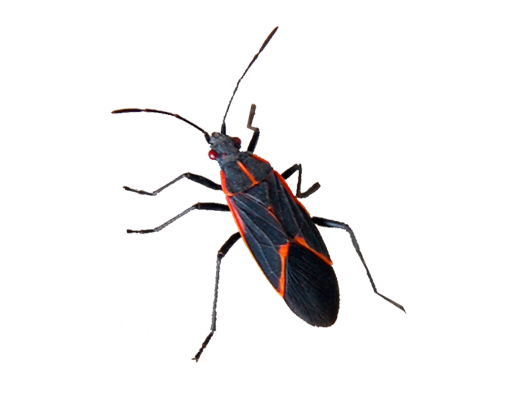pest-box-elder-1 pest-box-elder-1