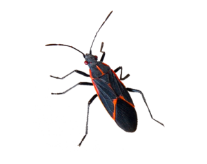 pest-box-elder-300x238 pest-box-elder-300x238