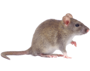 rodents rodents