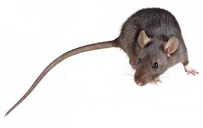 roof rats roof rats