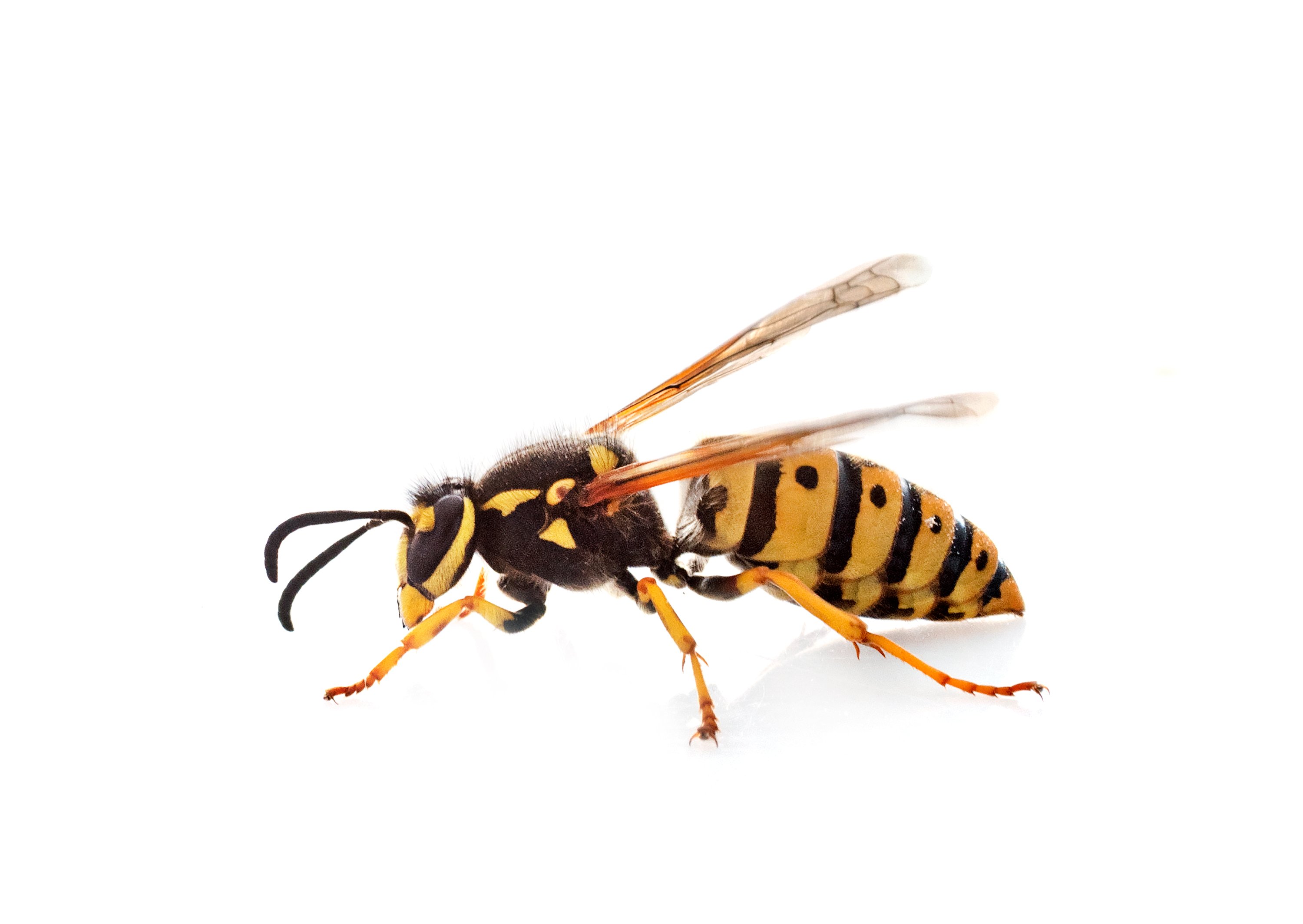 We know yellowjackets sting, but do they bite?