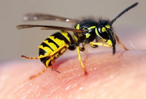 yellowjacket stinger yellowjacket stinger